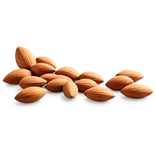 almond nuts,unshelled almonds,indian almond,almonds,almond,pine nuts,pumpkin seeds,roasted almonds,almond oil,pecan,cocoa beans,noise almond,argan,pecans,phytoestrogens,betelnut,groundnuts,flaxseed,amandes,nutshells,Photography,Fashion Photography,Fashion Photography 18