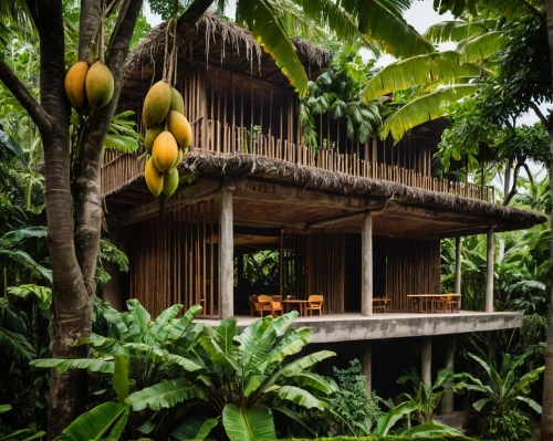 anantara,papayas,kelapa,ubud,banana trees,amanresorts,kurumba,dypsis,rspo,tambu,tree house hotel,kinabatangan,tropical house,banana tree,palmeras,stilt house,bali,penan,kamandalu,cocos nucifera,Photography,General,Fantasy