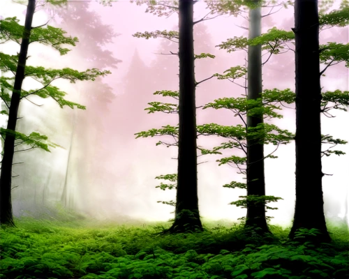 foggy forest,coniferous forest,fir forest,elven forest,green forest,forestland,spruce forest,forest background,mixed forest,forests,forest,forested,forest landscape,forest of dreams,forest glade,the forest,endor,mirkwood,nature background,germany forest,Art,Artistic Painting,Artistic Painting 02