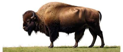 broodmare,wisent,shetland pony,gnu,wildebeest,highland cow,tanox,aqha,gaur,quarterhorse,hartebeest,brumbies,belgian horse,scottish highland cow,allgäu brown cattle,african buffalo,aubrac,cape buffalo,broodmares,przewalski,Conceptual Art,Sci-Fi,Sci-Fi 02