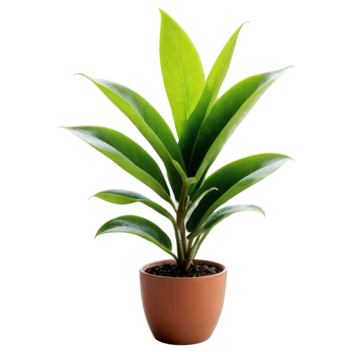 dracena,dracaena,potted palm,green plant,potted plant,hostplant,houseplant,zamia,dark green plant,aspidistra,money plant,plant,indoor plant,small plant,resprout,container plant,rank plant,calathea,pot plant,potted tree,Art,Artistic Painting,Artistic Painting 01
