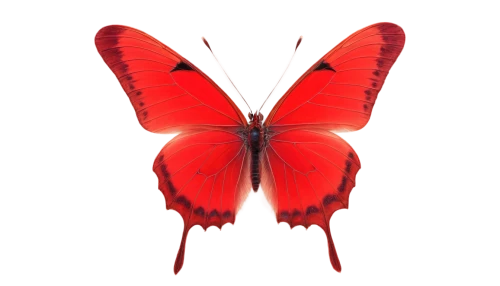 red butterfly,butterfly vector,butterfly background,red fly,on a red background,cardinalis,zygaena,registerfly,red,red background,butterfly isolated,wavelength,transparent background,red dragonfly,butterfly clip art,coccinea,hindwings,isolated butterfly,butterflyer,cinnabar,Illustration,Retro,Retro 25