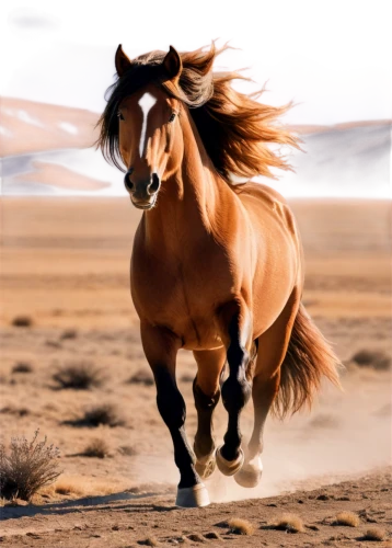 arabian horse,belgian horse,wild horse,quarterhorse,equine,arabian horses,thoroughbred arabian,galloping,wildhorse,pony mare galloping,icelandic horse,galloped,haflinger,gallop,colorful horse,gypsy horse,wild spanish mustang,arabians,finnhorse,horsewoman,Illustration,Realistic Fantasy,Realistic Fantasy 20
