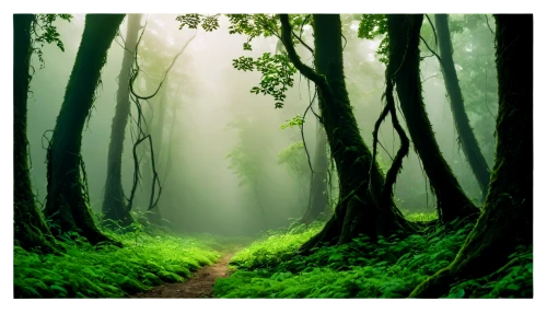 green forest,forest background,forest path,elven forest,forests,foggy forest,forest,wooded,forest landscape,endor,forested,forest glade,the forest,mirkwood,the forests,forestland,forest of dreams,aaaa,enchanted forest,forest road,Illustration,Realistic Fantasy,Realistic Fantasy 34