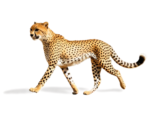 cheetor,cheeta,cheetah,acinonyx,leopardus,cheetah cub,gepard,felidae,cheetahs,kgalagadi,tigor,poupard,bolliger,katoto,bengalensis,3d model,serengeti,safari,leopard,leopardskin,Illustration,Retro,Retro 02