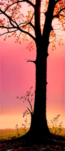 lone tree,isolated tree,old tree silhouette,tree silhouette,arbre,maple tree,deciduous tree,lonetree,autumn tree,red tree,bare tree,cherry tree,tree,brown tree,pink dawn,dusk background,watercolor tree,nature background,small tree,the japanese tree,Photography,Documentary Photography,Documentary Photography 18