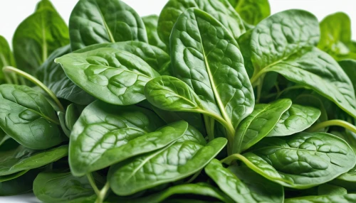 japanese spinach,spinach,basil total,rajas,water spinach,arugula,thai basil,basil holy,ruprecht herb,lutein,watercress,swiss chard,basil,fenugreek,collards,roquette,green salad,collard,ramps,cleanup,Photography,General,Commercial