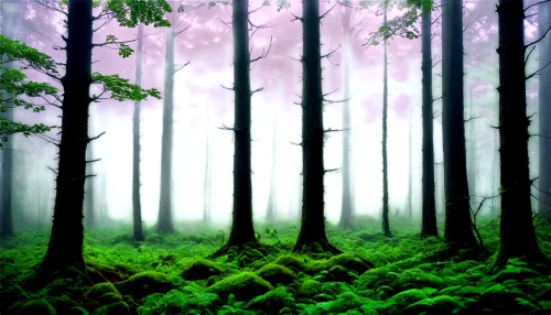 foggy forest,elven forest,forest background,coniferous forest,forest,forests,fir forest,mixed forest,forest landscape,green forest,endor,the forest,forest floor,forest dark,forest of dreams,forested,haunted forest,germany forest,spruce forest,the forests,Illustration,Vector,Vector 06