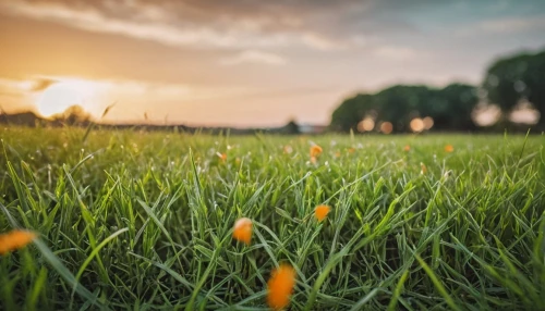 grass blossom,blooming grass,blooming field,dandelion field,field of flowers,flower in sunset,tulips field,chives field,grass,meadows of dew,orange tulips,dew on grass,green grass,grass blades,spring background,flowers field,yellow grass,daffodil field,blades of grass,flower field,Photography,General,Cinematic