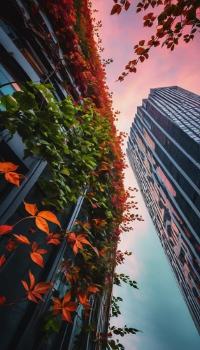 autumn frame,urban landscape,autumn background,sky of autumn,autumn sky,one autumn afternoon,leafed through,fall foliage,leaves frame,parthenocissus,skyscrapers,tree canopy,colored leaves,microclimate,virtual landscape,colors of autumn,city scape,autumn morning,skyscraping,apartment blocks,Photography,General,Fantasy