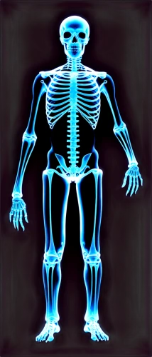 skeletal,osteoporotic,skeleton,skeletal structure,osteomalacia,osteoporosis,osteopenia,skelemani,osteopath,human skeleton,musculoskeletal,skelly,osteopontin,skeleltt,calcium,uv,osteoblast,vintage skeleton,osteopaths,osteopathic,Illustration,Realistic Fantasy,Realistic Fantasy 47