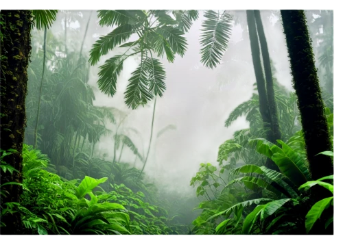 rainforests,tropical forest,rain forest,rainforest,jungles,philodendrons,endor,tropical jungle,intertropical,tree ferns,subtropics,jungly,jungle,titirangi,green forest,neotropical,foggy forest,tropical greens,verdant,neotropics,Illustration,Retro,Retro 23