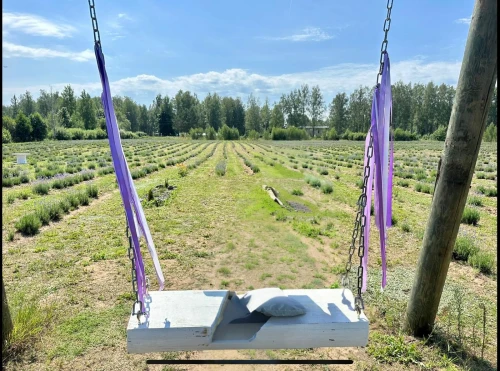 lavender cultivation,garden swing,baby clothesline,empty swing,grape harvesting machine,swingset,wine growing,clothesline,clotheslines,heart clothesline,photos on clothes line,clothes line,wine-growing area,suitcase in field,pictures on clothes line,baby clothes line,washing line,knitting laundry,hanging swing,chair in field