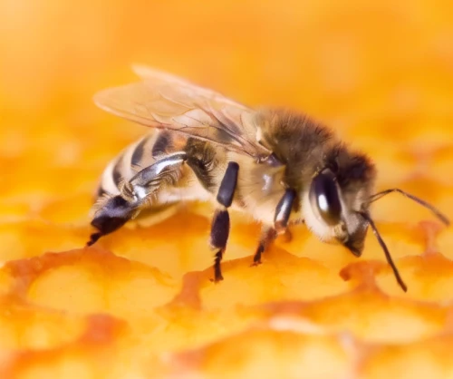 apis mellifera,bee,megachilidae,western honey bee,colletes,bombycillidae,neonicotinoids,dipteran,bee pollen,apiculture,hymenoptera,solitary bees,bienenstock,varroa,apiaries,vespula,drone bee,diptera,abejas,eastern wood-bee