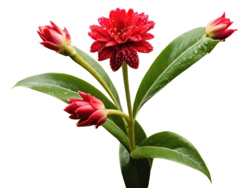 red carnation,red flower,primigenia,deep coral zinnia,ixora,pyronemataceae,flowers png,impala lily,kalmia,oleanders,carnation flower,adenium,carnation of india,red blooms,red flowers,firecracker flower,ardisia,red petals,valentine flower,xanthorrhoeaceae,Conceptual Art,Fantasy,Fantasy 07