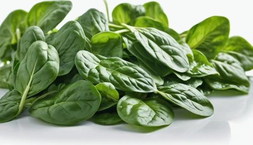 japanese spinach,water spinach,spinach,arugula,rajas,basil total,watercress,collards,fenugreek,lutein,swiss chard,roquette,lamb's lettuce,basil holy,collard,sulforaphane,basil,green salad,thai basil,leaf lettuce,Photography,General,Commercial