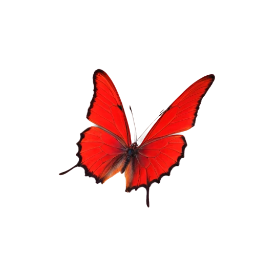 red butterfly,butterfly vector,butterfly background,butterfly isolated,ornithoptera,isolated butterfly,winged heart,derivable,passion butterfly,butterfly,hindwings,butterfly clip art,red fly,butterfly wings,c butterfly,cardinalis,red leaf,sky butterfly,zygaena,registerfly,Illustration,Retro,Retro 02