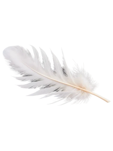 feather bristle grass,feather,chicken feather,white feather,hawk feather,light streak,swan feather,bird feather,sunburst background,pigeon feather,feather on water,silver grass,peacock feather,feather pen,dandelion background,featherlite,angelfire,volumetric,flying sparks,angel wing,Illustration,Realistic Fantasy,Realistic Fantasy 05