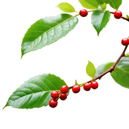 holly berries,winterberry,red and green,holly leaves,cherry branch,red green,erythroxylum,cotoneaster,bearberry,rowanberry,red berries,henneberry,lyonia,accoceberry,mistletoe berries,psychotria,currant branch,phytochemical,salal,naturopathic,Photography,Artistic Photography,Artistic Photography 07