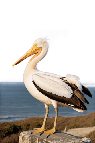 eastern white pelican,great white pelican,pelican,dalmatian pelican,pelicans,brown pelican,coastal bird,egret,pacific heron,gwe,stork,egretta novaehollandiae,egretta,cape gannet,great white pelicans,white stork,white storks,pelecanus,kelp gull,gannet,Art,Artistic Painting,Artistic Painting 01
