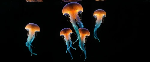 cnidaria,ctenophores,jellyfish,sea jellies,jellyfish collage,cnidarians,lion's mane jellyfish,bioluminescence,jellyfishes,jellies,lembeh,medusae,bioluminescent,spermatophores,rotifers,nauplii,rhinophores,pseudobulbs,hydrozoa,cnidarian