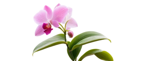 orchid flower,laelia,orchid,tulip background,mixed orchid,flower wallpaper,pink tulip,flower background,wild orchid,bromeliad,phalaenopsis orchid,pink hyacinth,masdevallia,schlumbergera,orchidaceae,epidendrum,erythronium,flowers png,pink flower,grape-grass lily,Conceptual Art,Sci-Fi,Sci-Fi 11