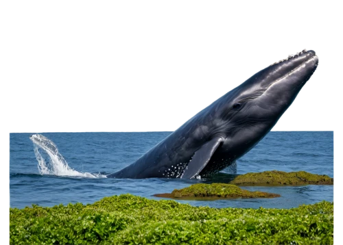 humpback whale,macrocephalus,tursiops,humpback,humpbacks,baleine,baleen,ballenas,blue whale,kasatka,cetacean,marine mammal,ballena,tursiops truncatus,pilot whale,basilosaurus,whale,northern whale dolphin,dorsal fin,balaenoptera,Illustration,Children,Children 05
