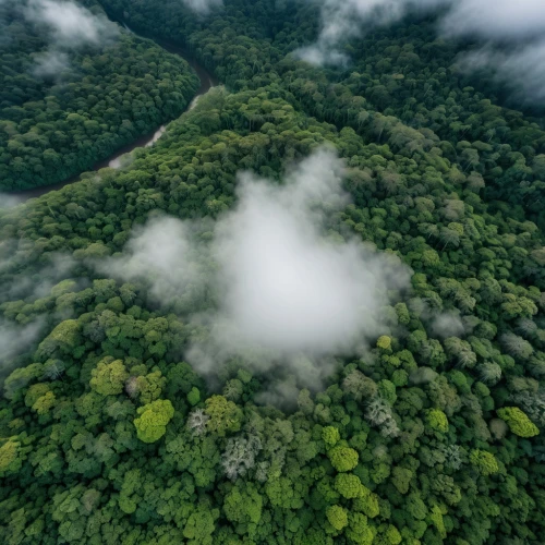aerial landscape,tree tops,rainforests,from the air,forests,cherrapunji,monteverde,green forest,meghalaya,treetops,the forests,forestland,aerial photograph,tropical forest,aerial shot,mizoram,reforestation,mazandaran,drone view,drone image,Photography,General,Realistic