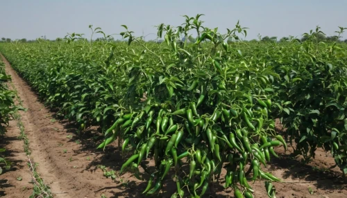 cimmyt,piiroja,sorghum,corn framing,corncobs,corn pattern,cereal cultivation,arundo,agronomique,maize,corn field,forage corn,paraquat,cornstalk,corn stalks,crop plant,agronomical,panicle tomato,piiroinen,sweetcorn,Photography,General,Natural