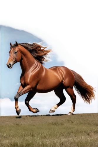 weehl horse,horse running,finnhorse,windhorse,superhorse,skyhorse,play horse,horse,alpha horse,caballus,horseland,equidae,a horse,pegasys,galloping,galloped,hay horse,gallop,kutsch horse,lighthorse,Conceptual Art,Sci-Fi,Sci-Fi 11