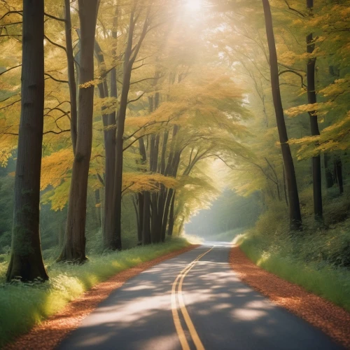 forest road,tree lined lane,maple road,country road,the road,mountain road,long road,road,germany forest,autumn forest,winding road,dusty road,open road,tree lined path,backroads,tree lined avenue,asphalt road,dirt road,roadless,fork road,Photography,Documentary Photography,Documentary Photography 01