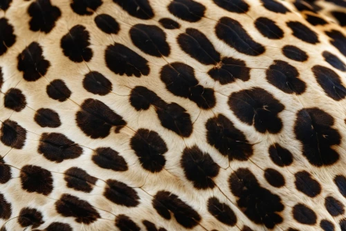 leopardskin,leopard,cheeta,leopard head,leopardus,animal print,cheetah print,cheetah,spots,leopards,katoto,gepard,jaguar,spots eyes,cheetahs,close-up view,cheetor,mvula,acinonyx,pejeta,Photography,General,Realistic