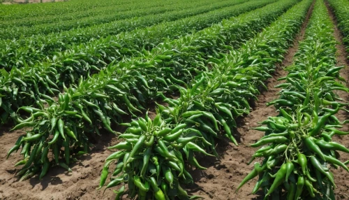onion fields,corn pattern,corn framing,cimmyt,agricultural,corn field,cereal cultivation,cultivated field,agronomical,agroculture,vegetable field,field cultivation,vegetables landscape,agronomist,agronomique,cultivated garlic,sorghum,corncobs,piiroja,forage corn,Photography,General,Natural