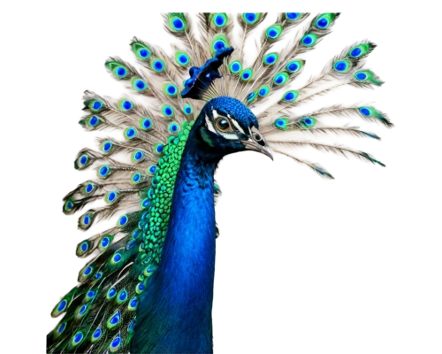indian peafowl,peacock,peafowl,peacock feathers,blue peacock,male peacock,fairy peacock,peacock feather,pavo,peacock eye,peafowls,blue parrot,color feathers,an ornamental bird,blue parakeet,ornamental bird,pfau,parrot feathers,peacocks carnation,plumage,Conceptual Art,Sci-Fi,Sci-Fi 14