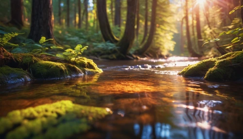 moss landscape,nature wallpaper,forest floor,aaa,fairytale forest,green forest,forest landscape,swamps,aaaa,forest moss,forest glade,nature background,flowing creek,forestland,elven forest,fairy forest,goldstream,forests,germany forest,forest,Photography,General,Commercial