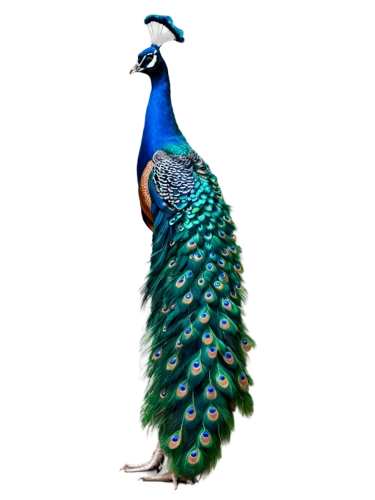 peacock,male peacock,blue peacock,indian peafowl,fairy peacock,pavo,peafowl,leacock,peacock feathers,pheasant,peacocks carnation,plumage,an ornamental bird,guineafowl,ornamental bird,ring necked pheasant,heacock,peacock feather,blue parrot,ornamental duck,Conceptual Art,Daily,Daily 11