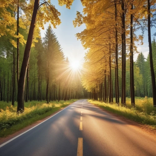 forest road,aaa,nature background,aaaa,tree lined lane,background view nature,nature wallpaper,aa,country road,coniferous forest,the way of nature,the road,open road,tree lined avenue,long road,sunburst background,tree-lined avenue,mountain road,asphalt road,roadless,Photography,General,Realistic