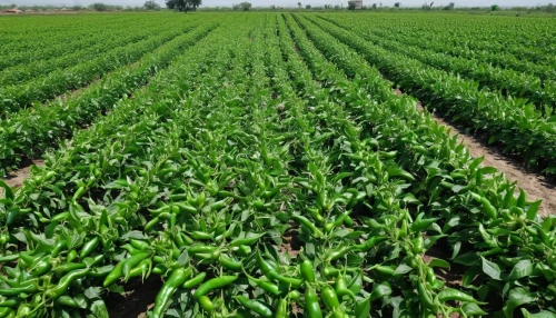 cimmyt,corn pattern,cultivated field,piiroja,agronomique,syngenta,agronomical,ryegrass,cereal cultivation,agropecuaria,amiran,root crop,arugula,agricultural,green wheat,buxus,rubai,valensole,sorghum,corn framing,Photography,General,Natural
