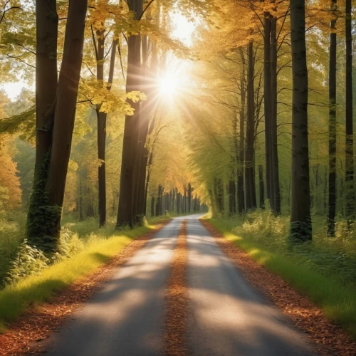 forest road,tree lined lane,tree lined path,country road,aaa,forest path,aaaa,tree lined avenue,nature wallpaper,the road,nature background,the way of nature,the mystical path,long road,germany forest,tree-lined avenue,sunrays,maple road,dirt road,straight ahead,Photography,General,Realistic