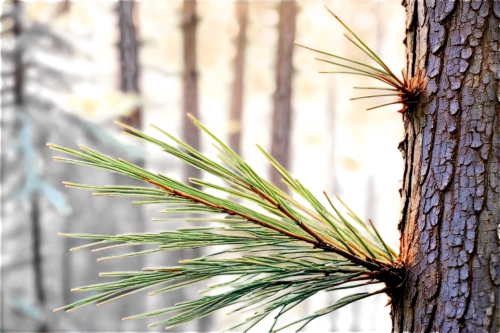 pine needle,pine needles,pine tree branch,pine branch,pine branches,longleaf,pine tree,red pine,pinus ponderosa,chile pine,dwarf pine,pine,black pine,spruce needles,pine trees,fir needles,pinus,pine flower,pine forest,prickly branches pine,Photography,Fashion Photography,Fashion Photography 26