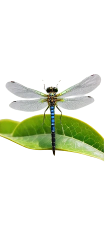 libellula,damselfly,odonata,pseudagrion,dragonfly,spring dragonfly,bluet,banded demoiselle,adonis dragonfly,forktail,damselflies,butterflyer,blue-winged wasteland insect,four-spot dragonfly,polioptilidae,drosophilidae,dragonflies,siripala,pipala,cychropsis,Illustration,Realistic Fantasy,Realistic Fantasy 11