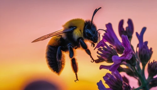 bee,pollinator,bombus,pollination,bumblebees,western honey bee,pollinating,collecting nectar,pollinators,wild bee,hommel,bumblebee fly,bee friend,flowbee,fur bee,bienen,honey bee,pollinate,pollen,bumble bee,Conceptual Art,Sci-Fi,Sci-Fi 13