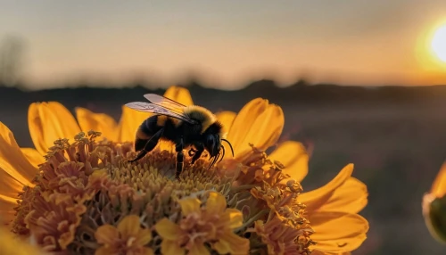 pollinators,bienen,bee in the approach,sunflowers and locusts are together,bee pasture,bumblebees,bees pasture,bee,wild bee,pollino,drone bee,pollinator,bee friend,honeybees,pollination,flower in sunset,hommel,pollinating,bombus,pollinate,Conceptual Art,Sci-Fi,Sci-Fi 13