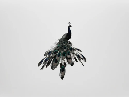 pine cone ornament,an ornamental bird,peafowl,capercaillie,crane bird flying,ornamental bird,indian peafowl,grey neck king crane,peacock,peafowls,scheepmaker crowned pigeon,plumes,eastern crowned crane,male peacock,nicobar pigeon,decoration bird,bird png,scheepmaker's crowned pigeon,bird flying,sapsucker,Photography,Black and white photography,Black and White Photography 05