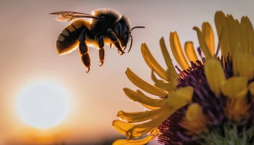 bee,pollinator,pollinate,pollination,pollinating,pollino,pollinators,honeybees,pollen,pollina,bienen,neonicotinoids,western honey bee,bee pollen,beekeeping,wild bee,bumblebees,collecting nectar,hommel,bees,Conceptual Art,Sci-Fi,Sci-Fi 13