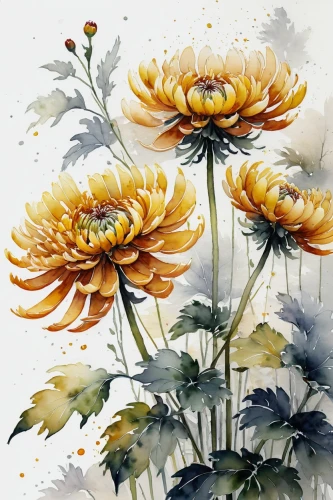 sunflower lace background,chrysanthemum background,watercolour flowers,flower painting,yellow chrysanthemums,watercolor flowers,chrysanthemum flowers,flower illustrative,yellow chrysanthemum,watercolor flower,autumn chrysanthemum,watercolour flower,chrysanthemums,yellow gerbera,sunflower coloring,margueritte,sun daisies,daisies,chrysanthemum,sunflowers in vase,Illustration,Paper based,Paper Based 20