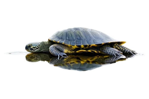 water turtle,turtle,marsh turtle,painted turtle,terrapin,land turtle,tortue,tortuguero,sea turtle,loggerhead turtle,terrapins,turtletaub,green turtle,trachemys,caretta,turtles,little planet,tortoise,turtleback,oogway,Art,Classical Oil Painting,Classical Oil Painting 18