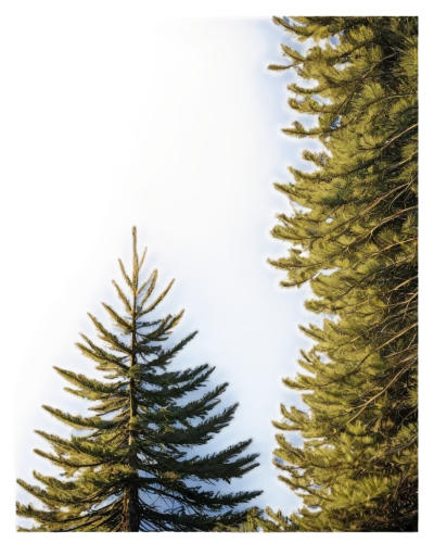 norfolk island pine,picea,spruce trees,fir tree silhouette,larches,spruce tree,fir needles,blue spruce,spruce needles,fir tree,coniferous,araucaria,fir trees,conifer,evergreen trees,larch tree,metasequoia,larch forests,spruce forest,larch trees,Illustration,Children,Children 01