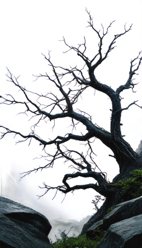 old gnarled oak,arbre,isolated tree,derivable,arboreal,gnarled,oak tree,celtic tree,lonetree,creepy tree,old tree,tree thoughtless,old tree silhouette,lone tree,tree,druidic,druidism,scratch tree,wuthering,dead tree,Illustration,Realistic Fantasy,Realistic Fantasy 44