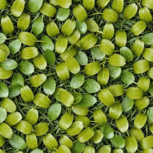 microgreens,green soybeans,celery and lotus seeds,sprouts,houseleek,brassicaceae,fennel seeds,fragrant peas,anchorena,cornichons,cape goose berries,arabidopsis,green grapes,verduras,brassicas,broccoli sprouts,fenchel,nopales,piperia,mung beans,Realistic Material,Grass,Grass 07